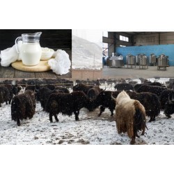 西藏牦牛奶加工流水线 牦牛奶加工设备厂家