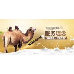 小型骆驼奶生产流水线 骆驼奶生产线厂家哪里有