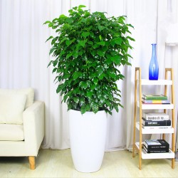 武汉室内植物种类盆栽租摆植物价格，武汉租花公司花卉公司
