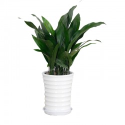 武汉办公室盆栽价格室内盆景销售公司花卉出租，武汉室外苗木出租