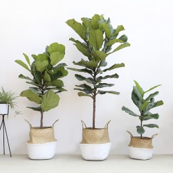 武汉室外苗木商场绿植，武汉单位苗木写字楼绿化户外绿化