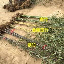 武汉户外园林服务办公室绿化服务，武汉公司花木养护工厂鲜花购买